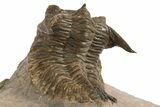 Beautiful Metacanthina Trilobite - Lghaft, Morocco #310620-4